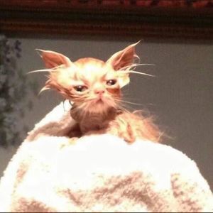 Meet your Posher, Varlee